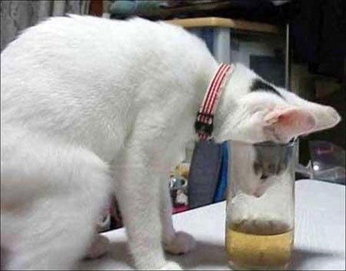 猫咪喝过的水是否含有HIV病毒