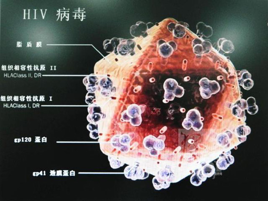 HIV1与HIV2病毒之间有何关系